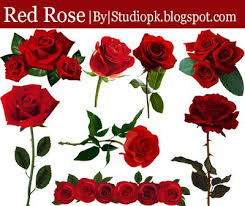 Red Rose Transparent Png Images Download Flower Images Free Red Rose Png Photoshop Wallpapers