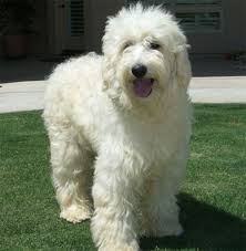 There were so many (literally thank you all for sharing with us your lifelong love of labradoodles!!! Labradoodle Images And Photos Labradoodles Dogs
