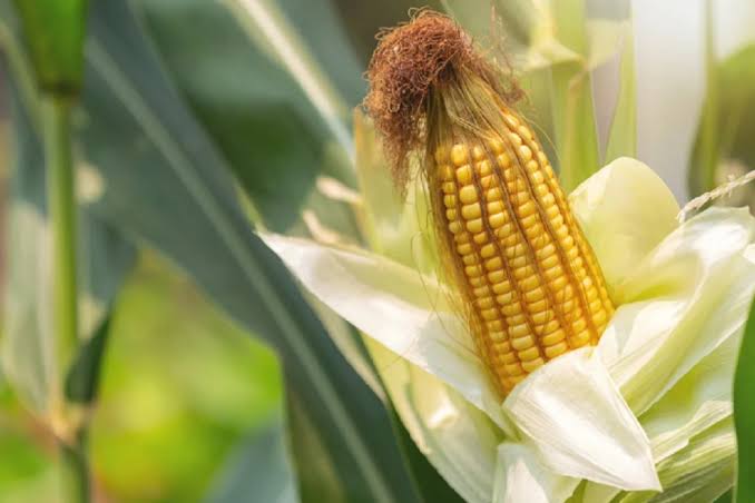 Jagung