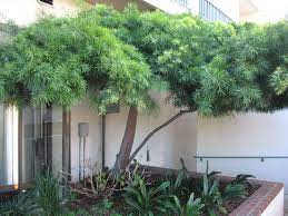 Are adaptable evergreen trees or shrubs. Fern Pine For Courtyard Podocarpus Gracilior Podocarpus Gracilior Hedges Landscaping Backyard Plans Garden Privacy