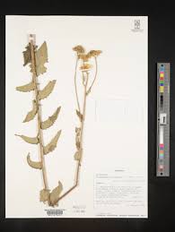 Image result for Anisopappus kirkii