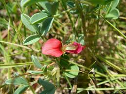 Image result for Indigofera lydenburgensis