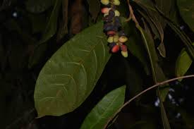 Image result for Antidesma membranaceum