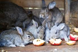 ƒƒ rabbits are herbivores, meaning that they eat primarily plant material. Can Rabbits Eat Apples Seeds Skin Pips And Apple Tree Leaves