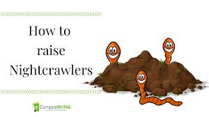 We're going to cover 8 great worm bedding choices plus introduce pitt moss as a potential worm bedding choice. How To Raise Nightcrawlers