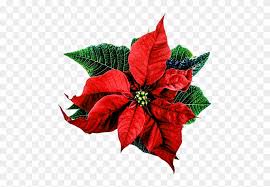 Flor de pascua, planta de navidad y su cuidados. Christmas Flower Flor De Pascua Png Free Transparent Png Clipart Images Download