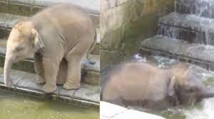Baby elephant bathing double trouble made by claus jørgensen in thailand ayutthaya elephant palace & royal kraal www. Adorable Video Of Baby Elephant Enjoying A Bath Goes Viral Twitter Can T Help But Fall In Love Trending News News