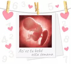 Desarrollo del feto y cambios en la madre en la semana 23 de embarazo. Semana 18 De Embarazo Puedes Notar Sus Movimientos