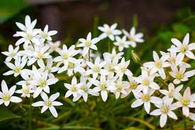 Hyacinth sprout in a pot sprouted bulbs of plants in pots on the background. Star Of Bethlehem Facts How To Grow Star Of Bethlehem Flower Bulbs