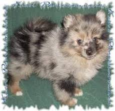 Check spelling or type a new query. Pomeranian Colors Information Regarding Coloring Of The Pom