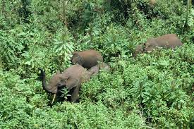 By Trampling And Grazing On Small Plants Elephants In Central African Rainforests Favour The Growth Of Large Trees Th African Rainforest Small Plants Elephant