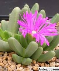 Image result for Nananthus vittatus