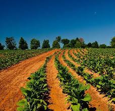 Liggett vector brands llc engages in the sale, marketing, and distribution of tobacco products. Liggett Vector Brands Liggett Vector Brands Offers An Extensive Line Of Quality Tobacco Products Proudly Made In The Usa Including Liggett Select Eve Jade Pyramid And Numerous Private Label And Distributor