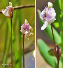 Image result for Utricularia arenaria