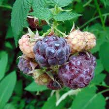 Image result for Rubus iringanus