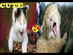 Kumpulan foto dan gambar lucu ini bakalan membuat kamu tertawa ngakak. 6 Menit Kompilasi Video Bayi Kucing Lucu Dan Imut Yang Bikin Ketawa Ngakak 2020 Youtube Kucing Lucu Bayi Kucing Kucing