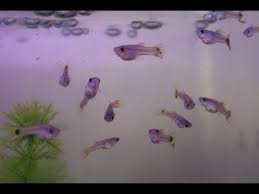 How To Increase The Growth In Your Fry Baby Fish
