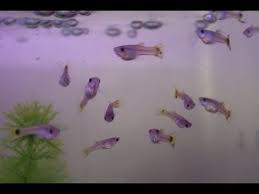 how to increase the growth in your fry baby fish