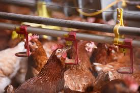 Human infections with bird flu viruses can happen when enough virus gets into a person's eyes, nose or mouth, or is inhaled. Avian Influenza Bird Flu Identified At Kent Farm Gov Uk