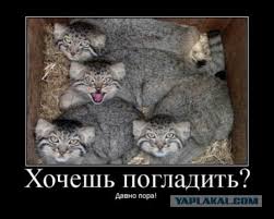 Animals dumb funny lol lm funny moments fun manul mems mem мемы мем лол фан кот котик животные манул манула. Manul Kot Kotorogo Nelzya Priruchit Dazhe Esli Vy Professional Yaplakal