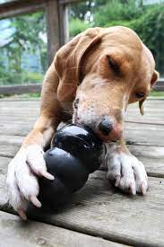 Preventing And Repairing Wood Damage Created By Dogs Timbertown
