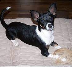May 18, 2021 · the facts you should know about deer head chihuahua this breed is known to humans at least for the last 500 hundred years. Rat Cha Rat Terrier X Chihuahua Mix Info Temperament Training Puppies Pictures