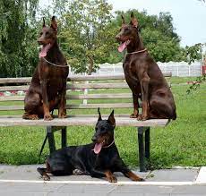 Doberman Dogs Doberman Dogs Doberman Pinscher Doberman