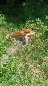 Video Gốc Chú Chó Poor Dog | TikTok