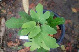 Can the rooting powder be used for water propagation (i have a couple of fiddle leaf figs in jars right. Fig Tree Cuttings Top Propagation Tips