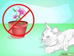 We did not find results for: How To Make A Cat Throw Up 7 Steps With Pictures Wikihow Pet