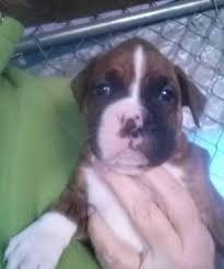 Big boxer babies emilie lane p.o. Boxer Puppies Pets And Animals For Sale Washington