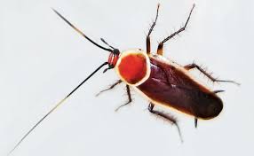 Grateful for a chance to make life simpler. New Cockroach Species Is Old Hat Pest Management Professional Pest Management Professional