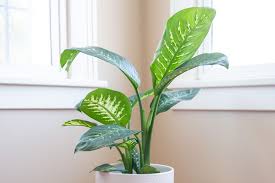 Every part of the plant, even the the effects of lily toxicity are rapid. Five Houseplants That Will Hurt Your Pets