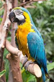 Guacamaya Azul Y Amarillo Ara Ararauna Guacamaya Azul Pinturas De Aves Mosaico De Aves