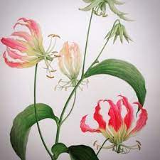 植物画 botanicalart グロリオサ gloriosa グロリオサ 植物 画