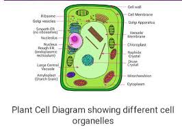 Plants will have a primary cell wall and sometimes a secondary wall as well. Mention Main Two Types Of Plant Cell Brainly In