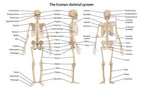Inner human body image hd. Body Parts In Tamil And Sinhala Udal Uruppugal Body Parts Chellame Chellam Tamil Human Body Parts Names In Sinhala Through Tamil Samm Paar
