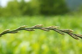 Image result for Lolium multiflorum