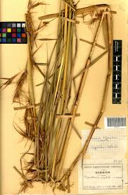 Image result for Hyperthelia dissoluta