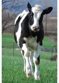 Black And White Cow Name Pretty Black And White Holstein Yearling At Pasture Cute Cows Dairy Cows Holstein Dairy Cows