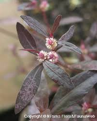 Image result for Alternanthera sessilis