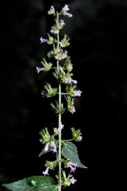 Image result for Cantinoa americana