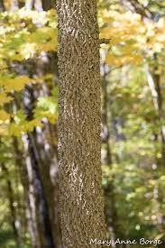The fruit is a popular food for birds and small mammalian wildlife. Hackberry The Natural Web