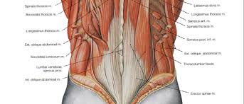The veins of the upper portion of the back drain into the posterior intercostal veins, while lumbar veins from the lower portion of the back drain into the inferior vena cava. Lower Back Muscles Anatomy Anatomy Drawing Diagram