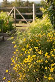 If there should be a frost, nature. Drought Tolerant Perennials P Allen Smith