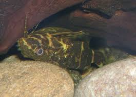 Upside Down Catfish Wikipedia Upside Down Catfish Catfish Freshwater Aquarium