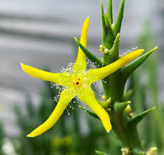 Image result for Orbea rogersii