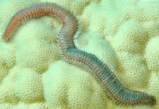 Image result for Polychaeta spp.