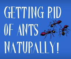 Buy boric acid at a garden supply store. How To Get Rid Of Tiny Black Ants In The House Black Ants Ants In House Ants