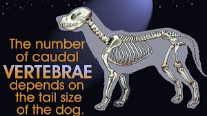 Check spelling or type a new query. A Visual Guide To Understanding Dog Anatomy With Labeled Diagrams Dogappy